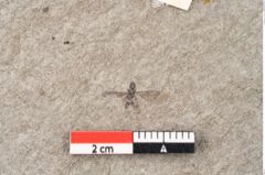 Foto (Detailansicht) von Plantae indet.  (NHMW-GEO-2024-0188-11453)